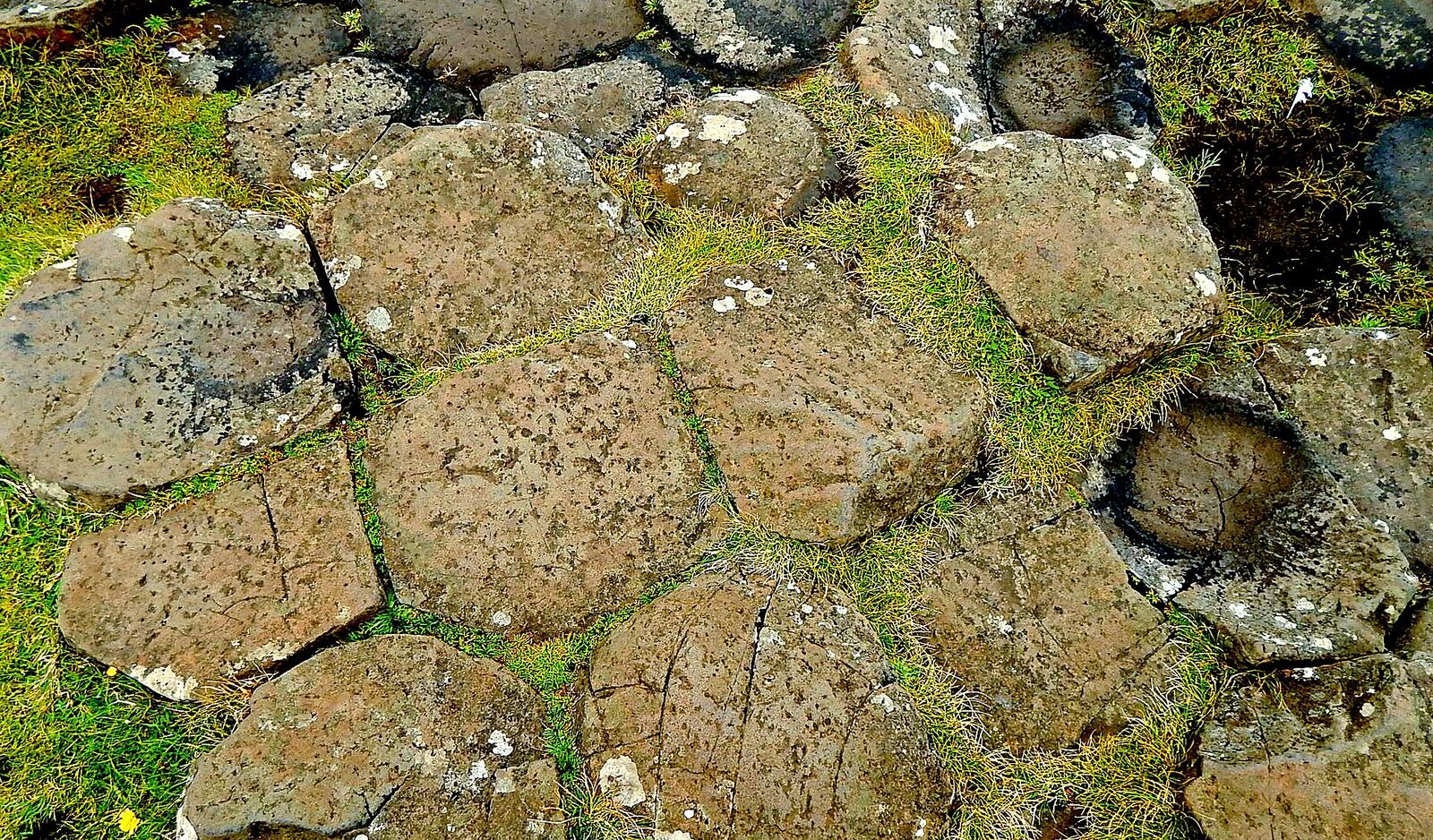 The tops of the Causeway's basalt columns among grass